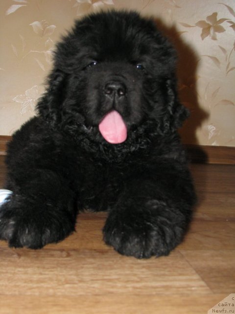 Фото: ньюфаундленд Smigar Gordon Fellow (Смигар Гордон-Феллоу)