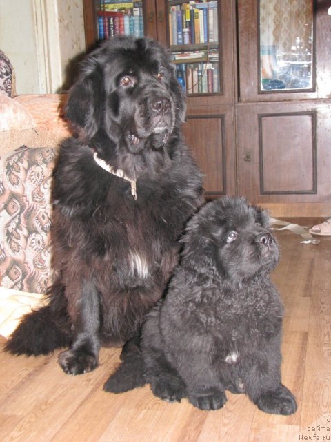 Фото: ньюфаундленд Smigar Gordon Fellow (Смигар Гордон-Феллоу), ньюфаундленд Smigar Jezella de lya Roze (Смигар Жезелла де ля Розе)