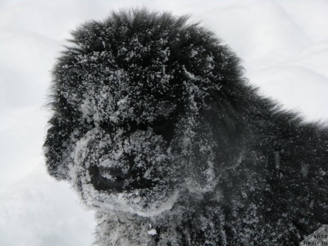 Фото: ньюфаундленд Smigar Gordon Fellow (Смигар Гордон-Феллоу)