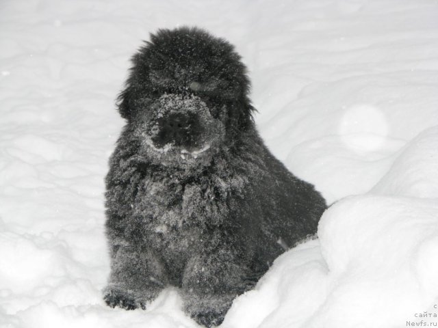 Фото: ньюфаундленд Smigar Gordon Fellow (Смигар Гордон-Феллоу)