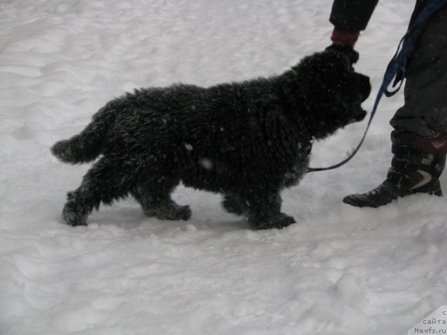 Фото: ньюфаундленд Smigar Gordon Fellow (Смигар Гордон-Феллоу)
