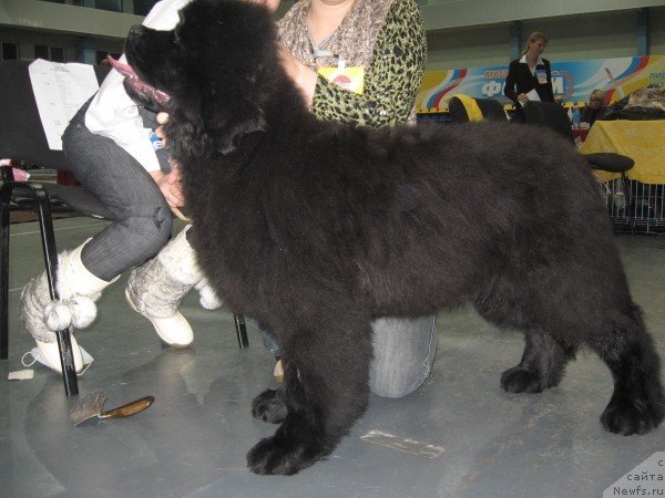 Фото: ньюфаундленд Ih Vyisochestvo Glamur Dodji (Их Высочество Гламур Доджи)