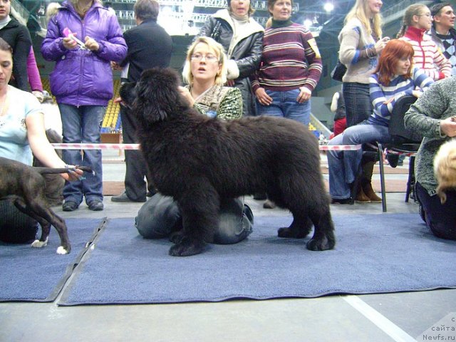 Фото: ньюфаундленд Ih Vyisochestvo Glamur Dodji (Их Высочество Гламур Доджи)