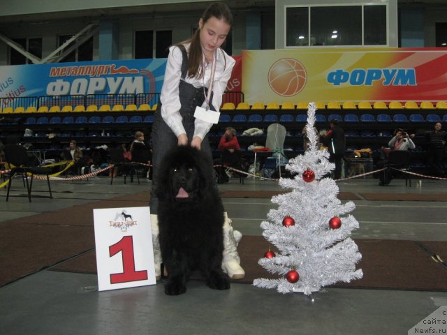 Фото: ньюфаундленд Ih Vyisochestvo Glamur Dodji (Их Высочество Гламур Доджи)
