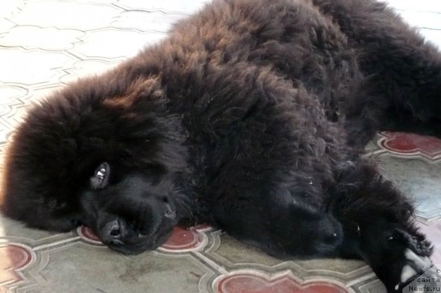 Фото: ньюфаундленд Beher YUlius Gold (Бехер Юлиус Голд)