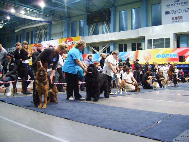 Фото: ньюфаундленд King of Helluland I'm Precious