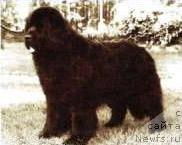 Фото: ньюфаундленд Tuckamores Big Dipper