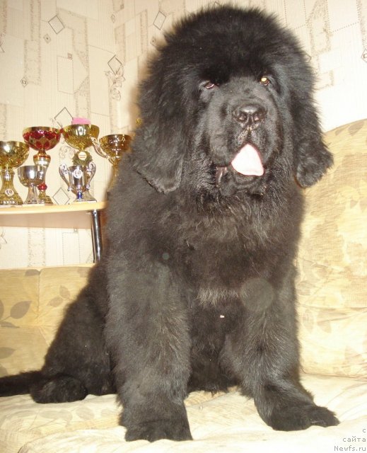 Фото: ньюфаундленд Ih Vyisochestvo Giacinta Briz (Их Высочество Гиацинта Бриз)