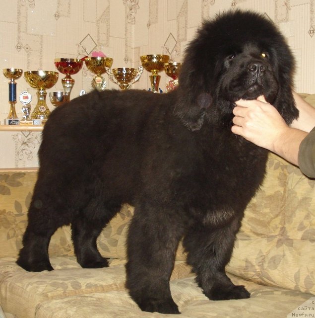 Фото: ньюфаундленд Ih Vyisochestvo Giacinta Briz (Их Высочество Гиацинта Бриз)