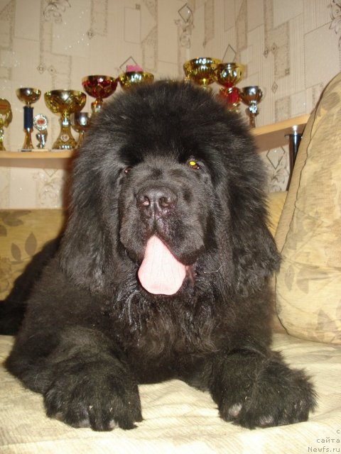 Фото: ньюфаундленд Ih Vyisochestvo Giacinta Briz (Их Высочество Гиацинта Бриз)