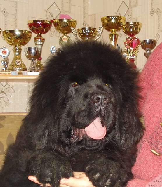 Фото: ньюфаундленд Ih Vyisochestvo Giacinta Briz (Их Высочество Гиацинта Бриз)