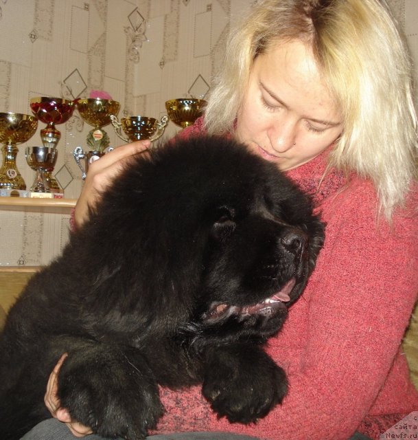 Фото: ньюфаундленд Ih Vyisochestvo Giacinta Briz (Их Высочество Гиацинта Бриз)