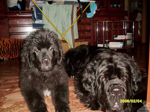 Фото: ньюфаундленд Arh B'yuti Odri Vol'naya Ptica (Арх Бьюти Одри Вольная Птица), Фиаметтахауз Нусакан