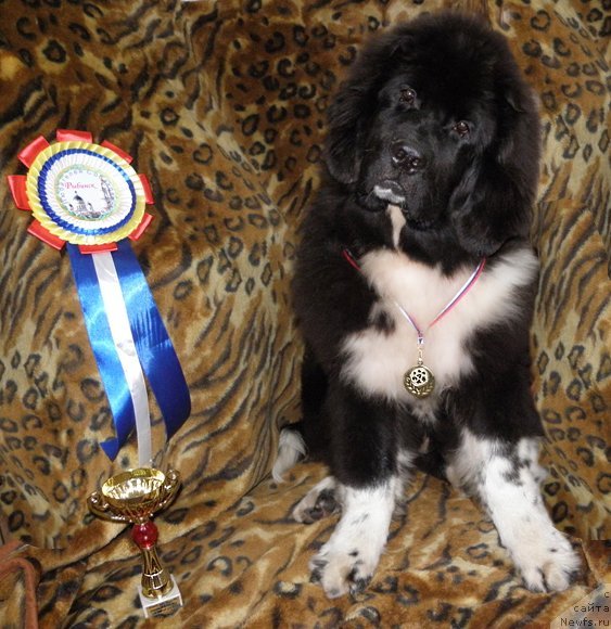 Фото: ньюфаундленд Starbimovlav Gardemarin (Старбимовлав Гардемарин)