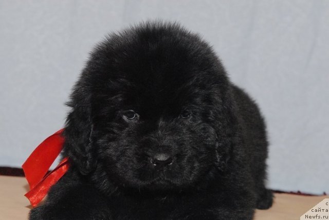 Фото: ньюфаундленд Smigar Greyt Saksyes (Смигар Грейт Саксэс)