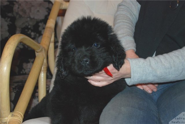 Фото: ньюфаундленд Smigar Greyt Saksyes (Смигар Грейт Саксэс)