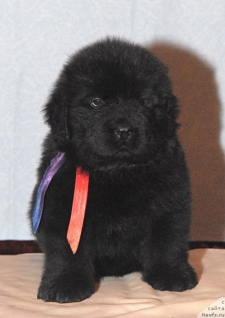 Фото: ньюфаундленд Smigar Go tu bi ze Fest (Смигар Го ту би зе Фест)