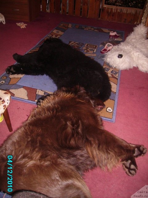 Фото: ньюфаундленд Ih Vyisochestvo Vladlena Madjiks (Их Высочество Владлена Маджикс)