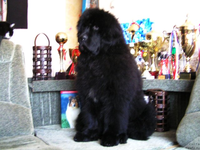 Фото: ньюфаундленд Noyri Imperial iz Medvejyego Yara (Нойри Империал из Медвежьего Яра)