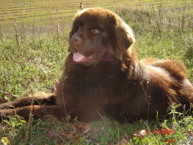 Фото: ньюфаундленд Pravitel' Taygi (Правитель Тайги), ньюфаундленд Pravitel' Taygi (Правитель Тайги)