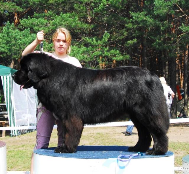 Фото: ньюфаундленд O Black Diamond Little Bear (О Блек Диамонд Литтл Беар)