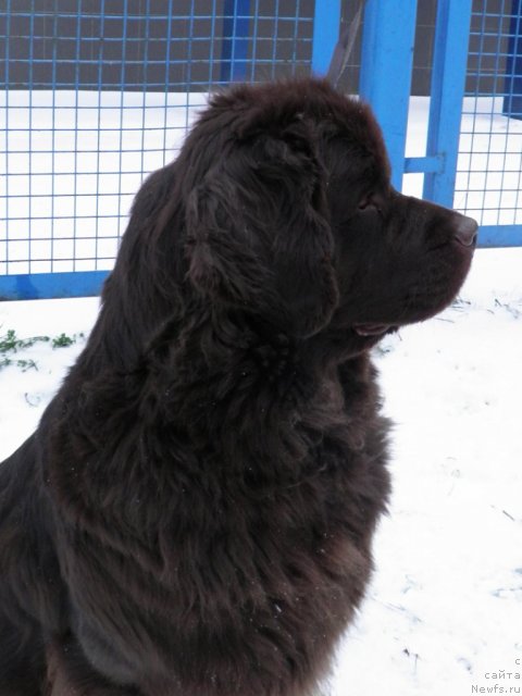 Фото: ньюфаундленд Djakonda (Джаконда)