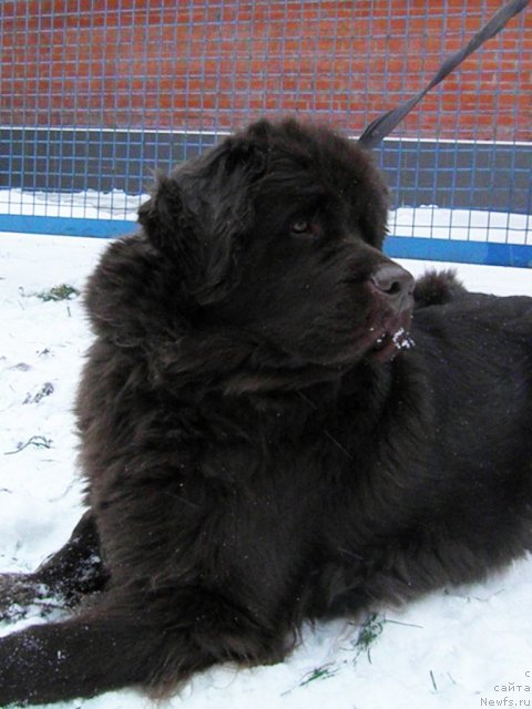 Фото: ньюфаундленд Djakonda (Джаконда)