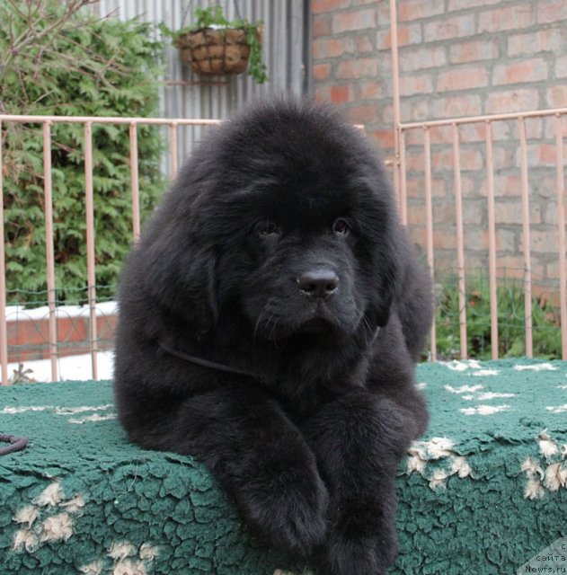 Фото: ньюфаундленд Sentyabrina s Berega Dona (Сентябрина с Берега Дона)