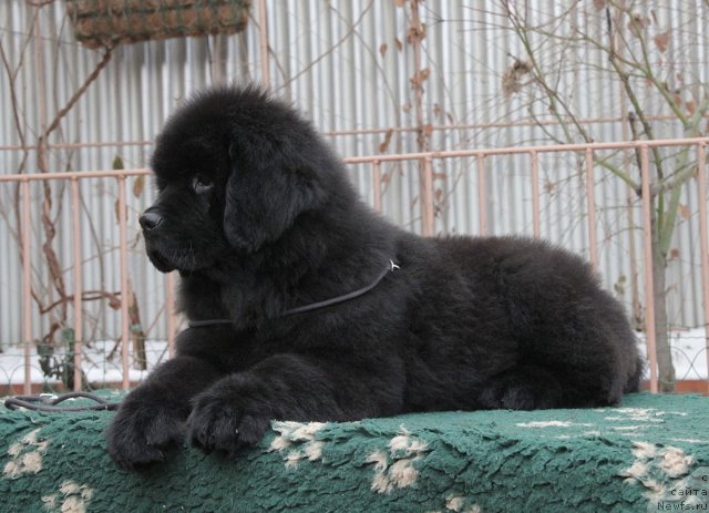 Фото: ньюфаундленд Sentyabrina s Berega Dona (Сентябрина с Берега Дона)