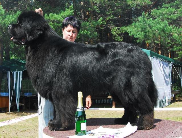 Фото: ньюфаундленд Obush Shed Edisson Nicole (Обуш Шед Эдисон Николь)