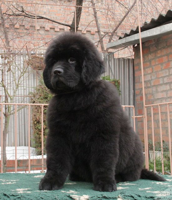 Фото: ньюфаундленд Sentyabrina s Berega Dona (Сентябрина с Берега Дона)