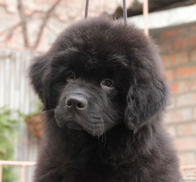 Фото: ньюфаундленд Sentyabrina s Berega Dona (Сентябрина с Берега Дона)