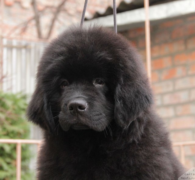 Фото: ньюфаундленд Sentyabrina s Berega Dona (Сентябрина с Берега Дона)