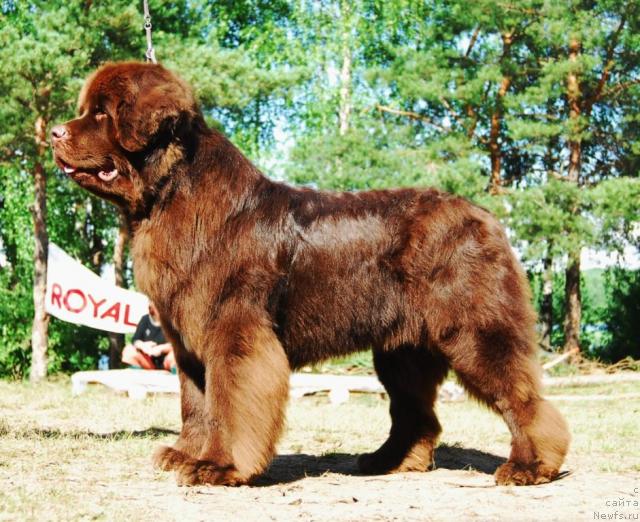 Фото: ньюфаундленд Obush Shed Yudashkin Stil (Обуш Шед Юдашкин Стиль)