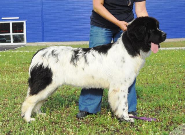 Фото: ньюфаундленд Plushevaya Panda Deniza Dlja  Berega Dona (Плюшевая Панда Дениза для Берега Дона)
