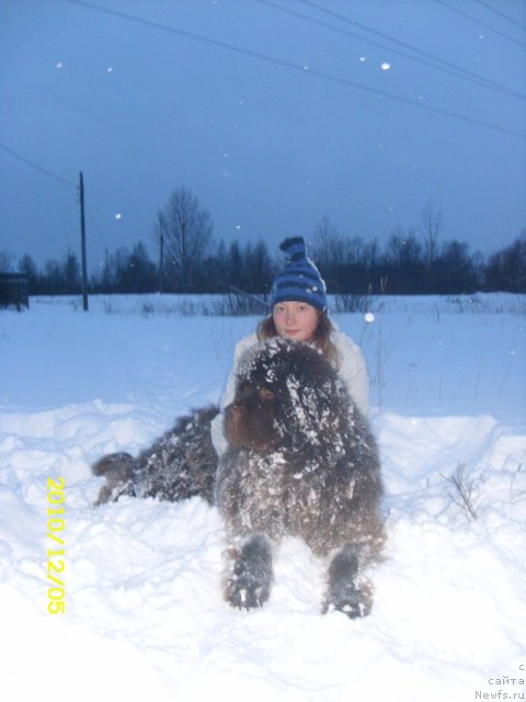 Фото: ньюфаундленд Komandor iz Medvej'ego YAra (Командор из Медвежьего Яра)