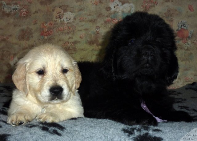 Фото: ньюфаундленд Violett Gryeys Of YEndjel (Виолетт Грэйс Оф Энджел)