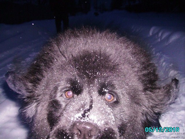 Фото: ньюфаундленд Ih Vyisochestvo Vladlena Madjiks (Их Высочество Владлена Маджикс)