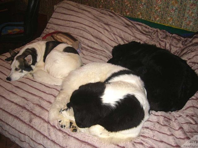 Фотография № 54332