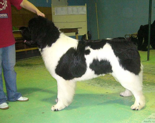 Фотография № 54333