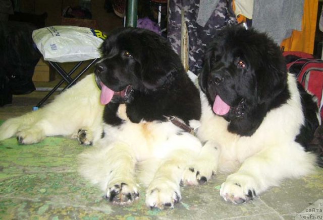 Фотография № 54335