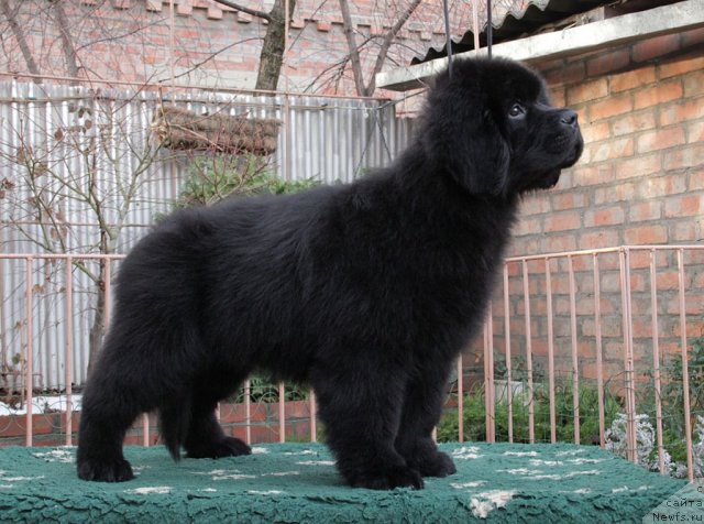 Фото: ньюфаундленд Sazha s Berega Dona (Сажа с Берега Дона)