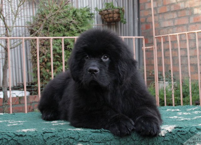 Фото: ньюфаундленд Sazha s Berega Dona (Сажа с Берега Дона)