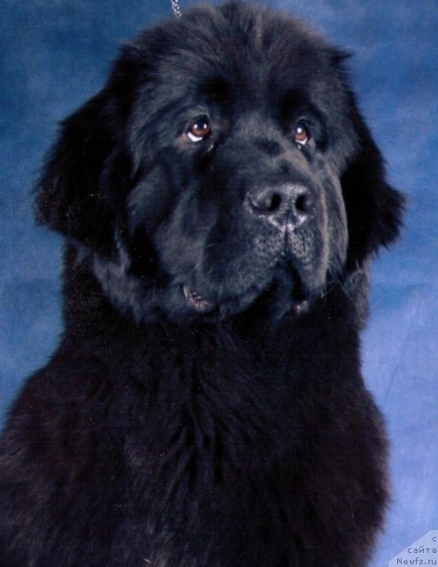 Фото: ньюфаундленд Potap YAsmina (Потап Ясмина)