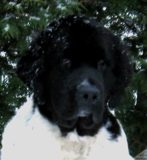 Фото: ньюфаундленд Piternyuf Prodigy (Питерньюф Продижи)