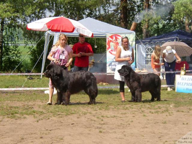 Фото: ньюфаундленд O Black Diamond Little Bear (О Блек Диамонд Литтл Беар), ньюфаундленд Aquatoriya Kelvin Golden Spirit (Акватория Келвин Голден Спирит)