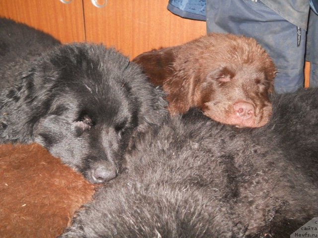 Фото: ньюфаундленд Fann'yuf Al'felina Bledans (Фанньюф Альфелина Бледанс), ньюфаундленд Fann'yuf Anna Barbara Iuliya (Фанньюф Анна Барбара Иулия)