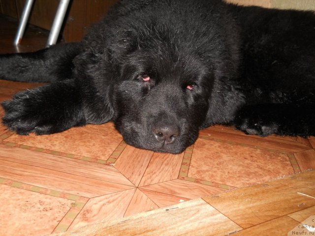 Фото: ньюфаундленд Fann'yuf Al'felina Bledans (Фанньюф Альфелина Бледанс)