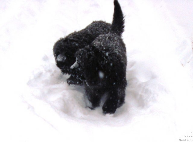 Фото: ньюфаундленд Ih Vyisochestvo Glamur Dodji (Их Высочество Гламур Доджи)