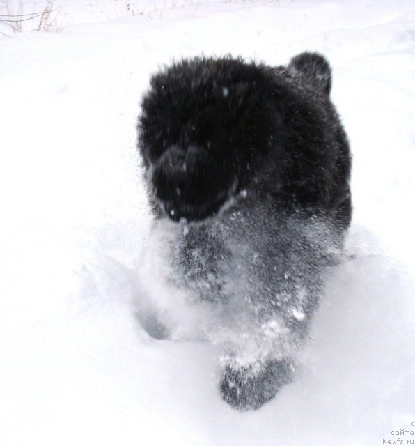 Фото: ньюфаундленд Ih Vyisochestvo Glamur Dodji (Их Высочество Гламур Доджи)